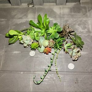 vitamintina succulents